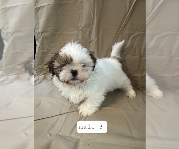 Medium Photo #2 Shih Tzu Puppy For Sale in CRITTENDEN, KY, USA