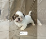 Small #1 Shih Tzu