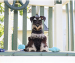 Image preview for Ad Listing. Nickname: Tristan