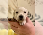 Small Photo #1 English Cream Golden Retriever Puppy For Sale in BUMPASS, VA, USA