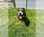 Small #8 Mutt