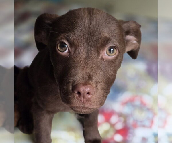 Medium Photo #4 Chihuahua-Labrador Retriever Mix Puppy For Sale in McDonough, GA, USA