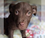 Small #3 Chihuahua-Labrador Retriever Mix