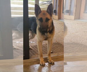 German Shepherd Dog Dogs for adoption in LOGANVILLE, GA, USA