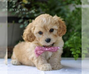 Cavachon Puppy for sale in GORDONVILLE, PA, USA