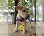 Small #1 Labrador Retriever