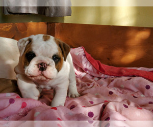 English Bulldog Puppy for sale in HOLLYWOOD, CA, USA