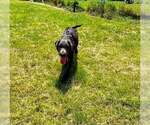 Small Labrador Retriever Mix