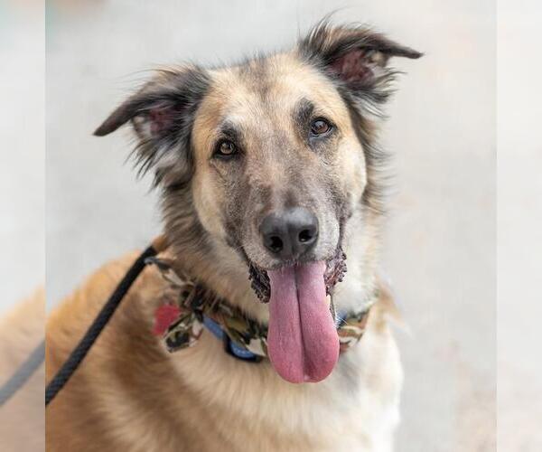 Medium Photo #2 Mutt Puppy For Sale in San Diego, CA, USA