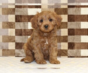 Cavapoo (Miniature) Puppy for sale in DENVER, PA, USA