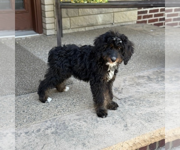 Medium Photo #6 Bernedoodle Puppy For Sale in WOLCOTT, IN, USA