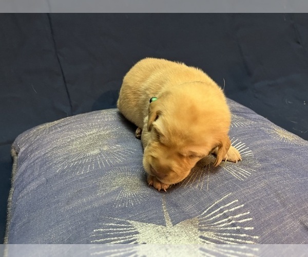 Medium Photo #32 Labrador Retriever Puppy For Sale in BARTLETT, IL, USA