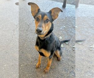 Doberman Pinscher-Unknown Mix Dogs for adoption in Seattle, WA, USA