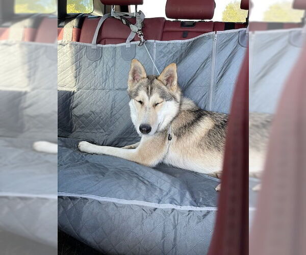 Medium Photo #4 German Shepherd Dog-Siberian Husky Mix Puppy For Sale in Woodland Hills, CA, USA
