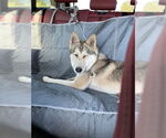 Small #3 German Shepherd Dog-Siberian Husky Mix
