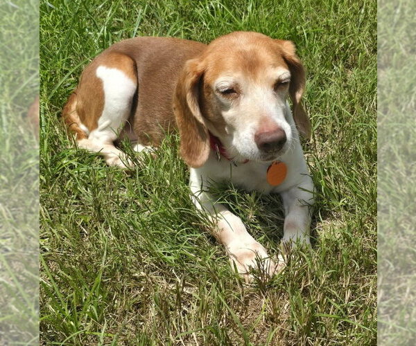 Medium Photo #14 Beagle Puppy For Sale in Dunnellon, FL, USA
