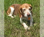 Small #13 Beagle