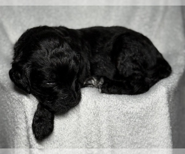 Medium Photo #23 Goldendoodle Puppy For Sale in HOWARD CITY, MI, USA