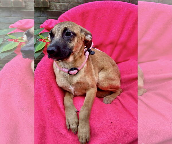 Medium Photo #4 Canaan Dog-Jack Russell Terrier Mix Puppy For Sale in Missouri City, TX, USA