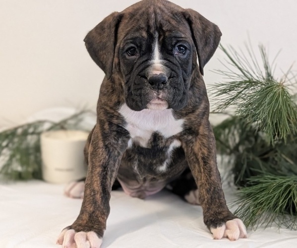 Medium Photo #11 Boxer Puppy For Sale in GOSHEN, IN, USA