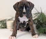 Small #10 Boxer