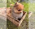 Small #4 Pomeranian