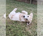 Small #1 Great Pyrenees Mix