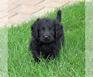 Miniature Labradoodle Puppy for sale in LEOLA, PA, USA