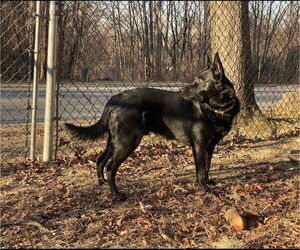 Maverick (Tangerine Litter) - Male German Shepherd Dog-Unknown Mix Dog for Adoption - Photo #2