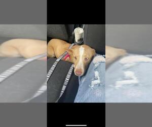 Huskies -Unknown Mix Dogs for adoption in San Antonio, TX, USA