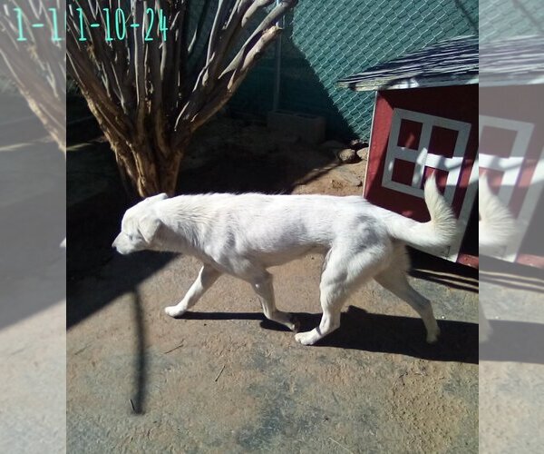 Medium Photo #6 Mutt Puppy For Sale in Apple Valley, CA, USA