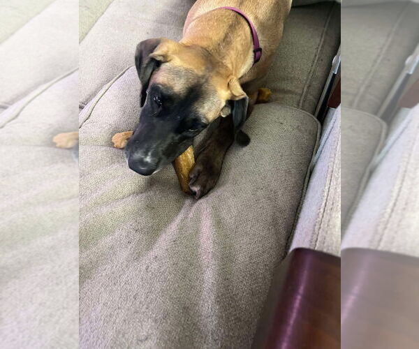 Medium Photo #4 Great Dane-Unknown Mix Puppy For Sale in Bullard, TX, USA
