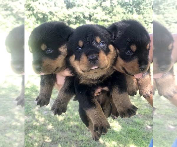 Medium Photo #1 Rottweiler Puppy For Sale in DOZIER, AL, USA