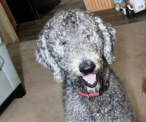 Father of the Labradoodle puppies born on 07/05/2026
