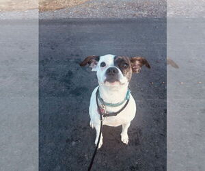 American Staffordshire Terrier-Boston Terrier Mix Dogs for adoption in Duluth, MN, USA