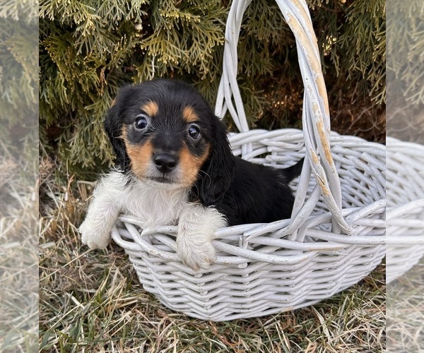 Medium Photo #3 Dachshund Puppy For Sale in MIDDLEBURY, IN, USA