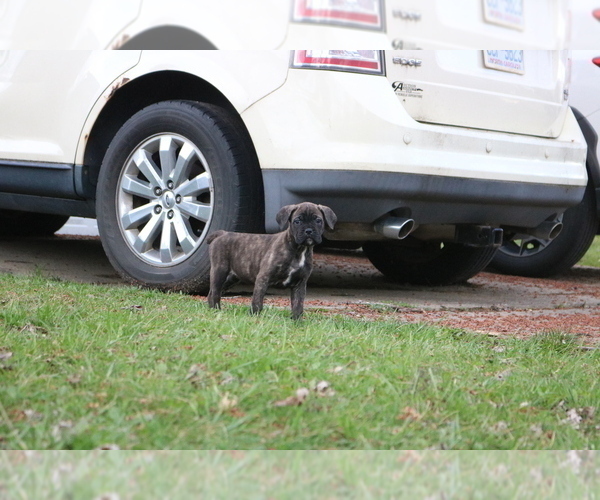 Medium Photo #7 Cane Corso Puppy For Sale in CAMBY, IN, USA