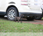 Small Photo #7 Cane Corso Puppy For Sale in CAMBY, IN, USA