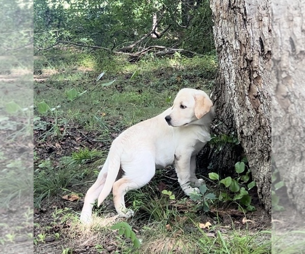 Medium Photo #17 Labrador Retriever Puppy For Sale in LOUISBURG, NC, USA