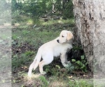 Yellow Female - Female Labrador Retriever Puppy for Sale - Photo #17