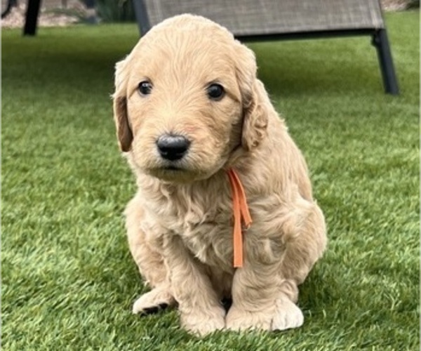 Medium Photo #14 Goldendoodle Puppy For Sale in PHOENIX, AZ, USA