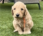 Small Photo #120 Goldendoodle Puppy For Sale in PHOENIX, AZ, USA