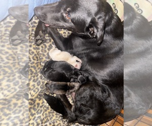 German Shepherd Dog-Golden Shepherd Mix Litter for sale in MESHOPPEN, PA, USA