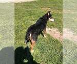 Small #6 Mutt