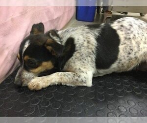 Australian Cattle Dog-Chihuahua Mix Dogs for adoption in Riverside, CA, USA