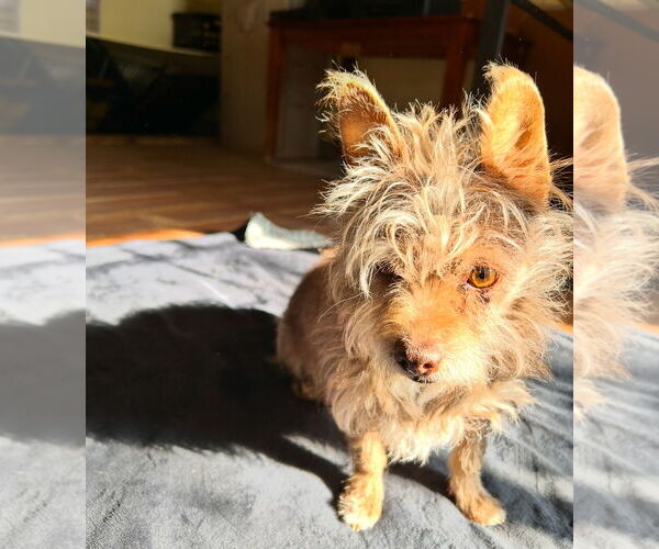 Medium Photo #6 Mutt Puppy For Sale in Apple Valley, CA, USA