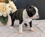 Small Photo #40 Boston Terrier Puppy For Sale in GOSHEN, IN, USA