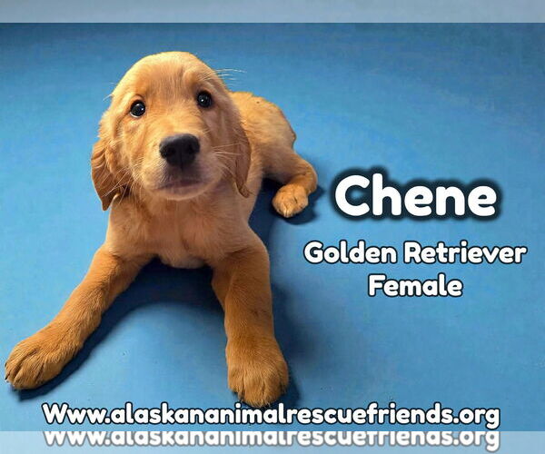 Medium Photo #4 Golden Retriever Puppy For Sale in Anchorage, AK, USA