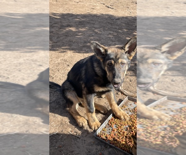 Medium Photo #4 German Malinois Puppy For Sale in FORT GARLAND, CO, USA
