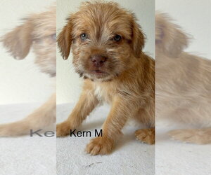 Chihuahua-Unknown Mix Dogs for adoption in Studio City, CA, USA